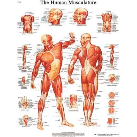FABRICATION ENTERPRISES 3B® Anatomical Chart - Musculature, Laminated 12-4614L